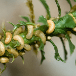 huperzia serrata brain health