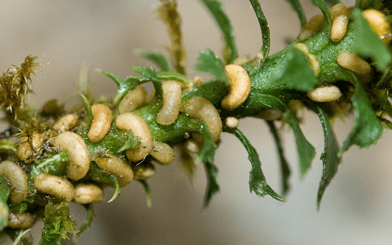 huperzia serrata brain health