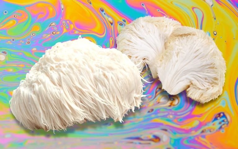 lions mane mushroom psychedelic trip