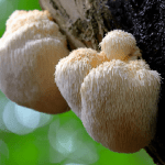 lions mane mushrooms neurogenesis