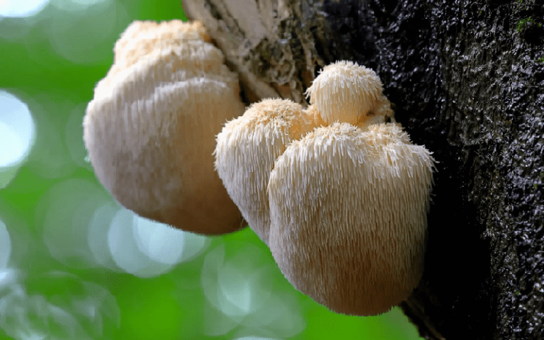 lions mane mushrooms neurogenesis
