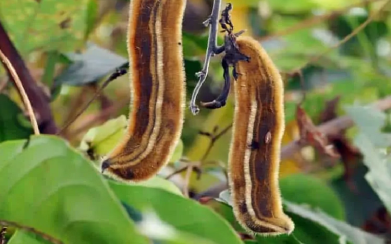 mucuna pruriens natural sleep aid
