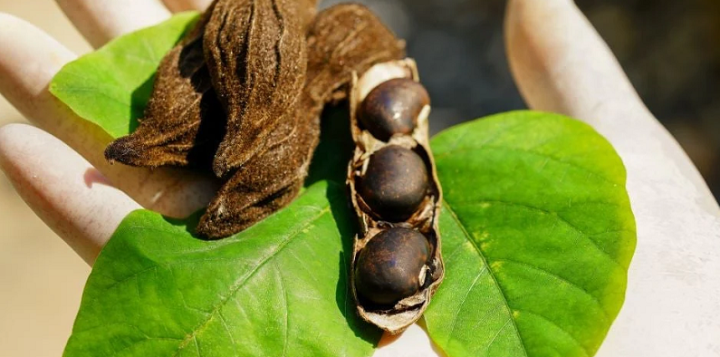 mucuna pruriens sleep
