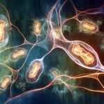 every organ depends on healthy energy production