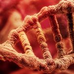 some people build muscle faster genetics