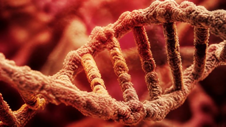 some people build muscle faster genetics