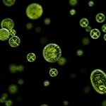 omega-3 and rheumatoid arthritis joint pain
