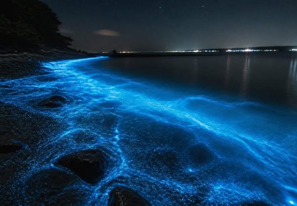 bioluminescent algae