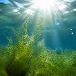 omega-3 for high cholesterol