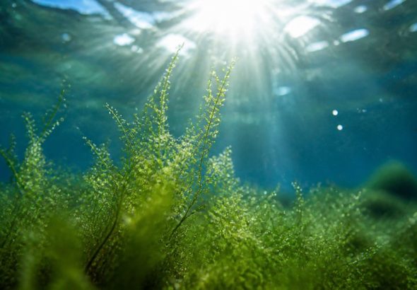 omega-3 for high cholesterol